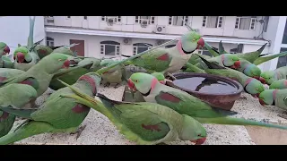 These Ringneck Parrots are very Punctual #Everyday comes before Sunrise #Nature is Supreme