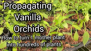How to Grow and Propagate Vanilla Orchids From Cuttings. Tips from a Commercial Orchid Grower