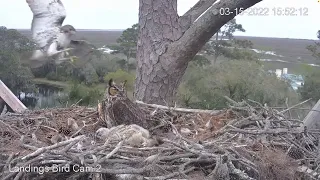 Hawk Attacks Great Horned Owl Nest, Female Goes On Alert – March 15, 2022