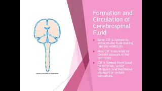 Chapter 25 Cerebrospinal Fluid System