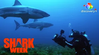 Great White Sharks Getting IT On?! | Shark Week | discovery+