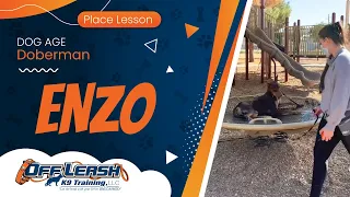 Doberman Enzo’s Place Lesson~ Best Doberman Trainers~ Off Leash K9 Training Phoenix