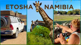 BEST SAFARI of NAMIBIA: we spotted ALL the animals in ETOSHA!