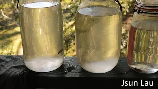 Liquid culture from dried mushrooms