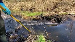 Beaver dam removal || DIRTY POND. HUGE WATER LEVEL DROP.