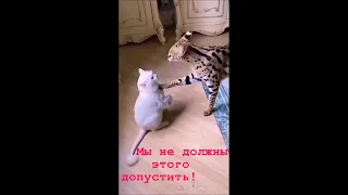 Коты-конспирологи