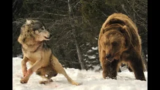 Волк как-то встретил медведя... | Film Studio Aves