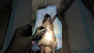 Лапароскопия при стерилизации кошек и собак пример операции #УшаковДмитрий #zoovetdoctor