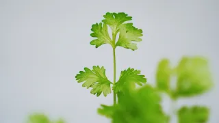 The Life of Coriander