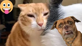 Laugh you Lose Latest Funny Cats and Dogs Videos part 30 😂