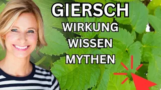 Giersch Wirkung, Wissen & Mythen 🌞