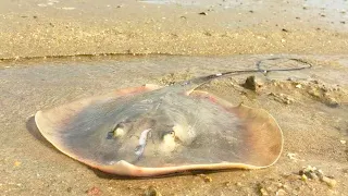 Manta rays and octopuses are rampant!
