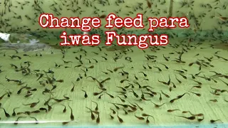 TUBIFEX TO CRUMBLE FEEDS || CHANGE FEEDING TO PREVENT BACTERIA FROM TUBIFEX