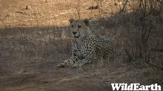 WildEarth - Sunrise Safari -  19 August 2023