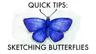 Quick tips for sketching butterflies | colored pencils | butterfly watercolor tutorial