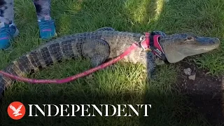 Baseball fan turns up to stadium with ‘emotional support alligator’