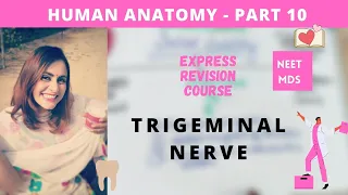 human anatomy - trigeminal nerve anatomy 3d