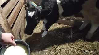 Чим годую корів та телят 🐄мій простий раціон😉чим випоюю місячне теля?!☀️Все буде Україна 🇺🇦