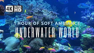 [4K] | UNDERWATER WORLD | Soft Ambiance Music, Relaxation, Meditation, Calming  sounds