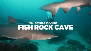 Scuba Diving Australia's Only Shark Cave Dive | Fish Rock Cave | DNSW Highlight Reel