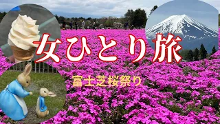 2024年4月26日『富士芝桜祭り』ピンクのじゅうたん🩷芝桜情報！必見です♪Fuji Shibazakura