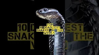 Top10 Deadliest Snakes In The World#youtubeshorts #animals #snake #foryou #viralvideo #shorts#viral