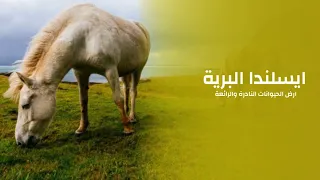 براري إيسلندا أرض الحيوانات النادرة والرائعة | Love nature Arabiya