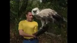 jeff corwin and harpy eagle