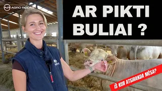 Galvijai mėsai ar parodai ? || AGRO REIDAS