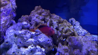 The Flame Hawkfish