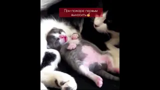 Котенок видит сны