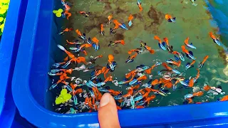 Chọn cá giống và cập Nhật các dòng Guppy tại trại Đức Đỗ Guppy