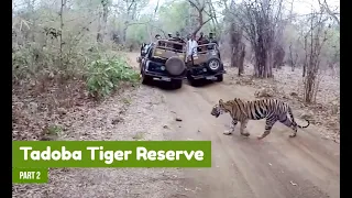 TADOBA Tiger Reserve Vlog - Day 2