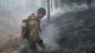 Тушение лесного пожара берёзовым соком