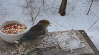 Дубонос стучится в окно