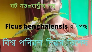 বট গছ Indian Banyan Tree Ficus benghalensis