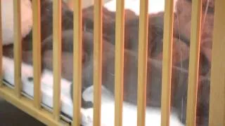Giant Otter Pups debut Public Appearance at the Los Angeles Zoo.