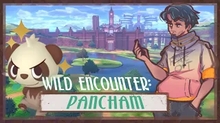 Live I Pokémon Sword I Pancham Wild Encounter Hunt I Continued Hunt I
