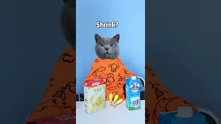 Hamster CoCo: Watch Me Shrink Food With "light"😏| Don't Waste Food  #funnycat #catsoftiktok  #shorts