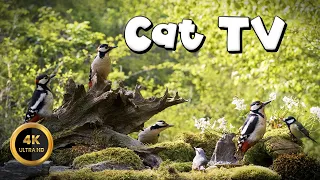 Cat TV for Cats to Watch 🐈 - WOODPECKERS DAY🐦‍⬛(4K)