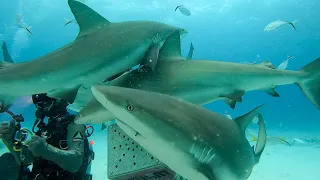 Nassau Bahamas Shark dive - Stuart’s cove