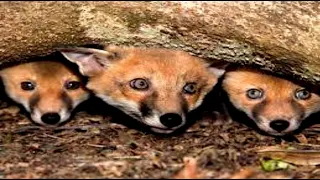 CUTE FOX KITS PLAYING IN GARDEN WITH THEIR MOTHER | FUN FOX FACTS