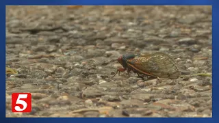 'Mostly harmless': Expert talks cicadas and ear health