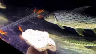 Alligator gar and African tiger fish monster tank