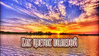 Как цветок полевой