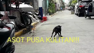 ASOT PUSA KULITAN .....