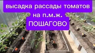 Томаты на п.м.ж. Чем заправить грядки. Чем пролить. Способ высадки.