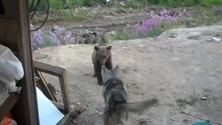 Медведица сожрала оператора смотреть до конца