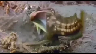 sarcastic fringehead fight