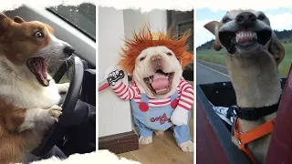 Animaux Drôles | 2024😂 Vidéos de Chiens Drôles 🐕 😄